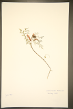 Sutherlandia frutescens RCPGdnHerbarium (158).JPG